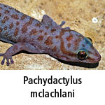 Pachydactylus mclachlani